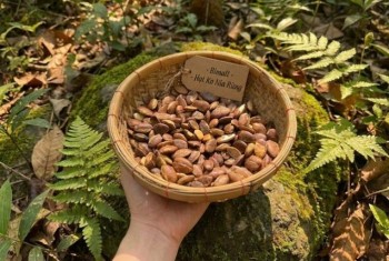 Khi một trang cộng đồng về Hàng Việt viết về Hạt Kơ nia rừng